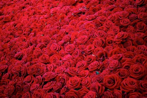 10,000+ Red Rose Pictures and Images for Free .